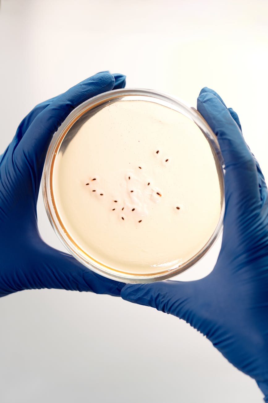 person holding a petri dish