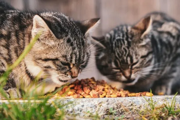 cats with food