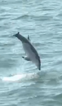 A dolphin on its way back into the water after a full breach. Its nose is pointed downward, its tail in the air.