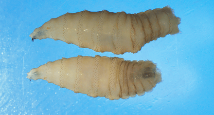 Two grubby off-white maggots