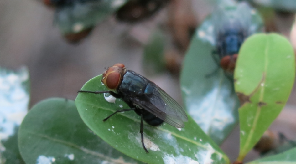 A screwworm fly sits on a leaf