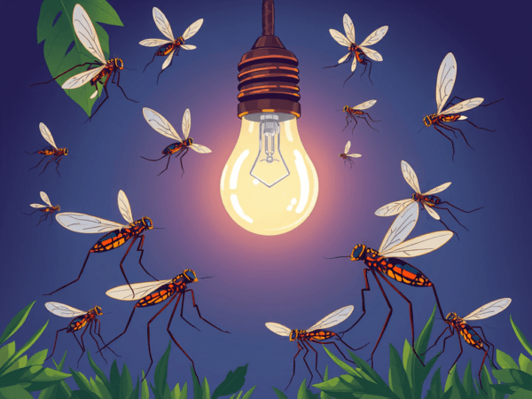 A lightbulb surrounded by mosquitoes
