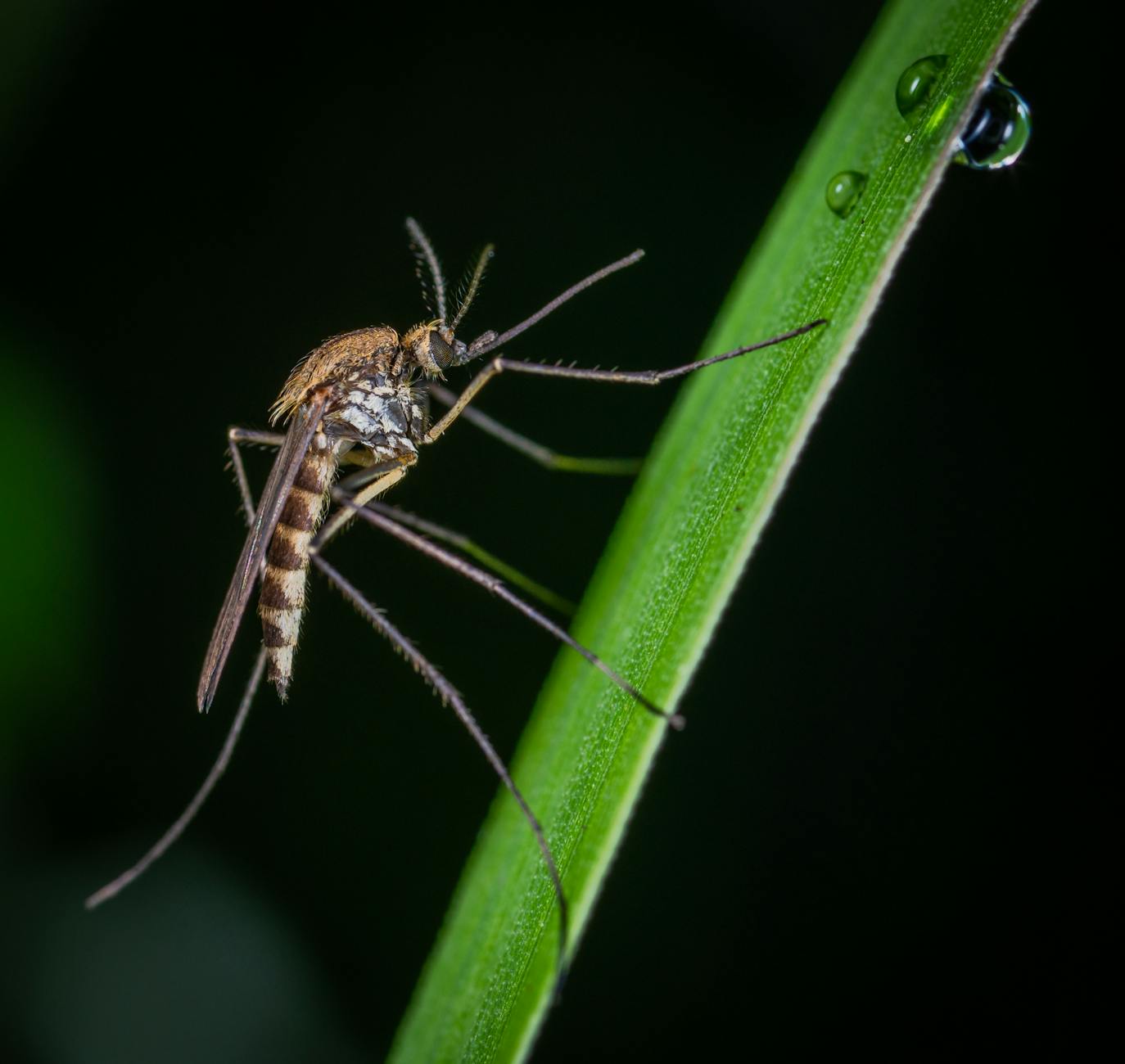 Close-up photo of a brown and black mosquito on green stem