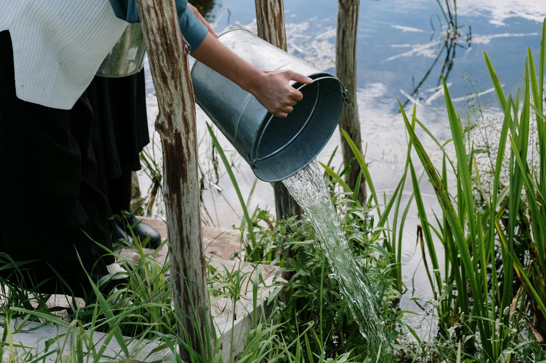 Person pouring bucket of water on plants