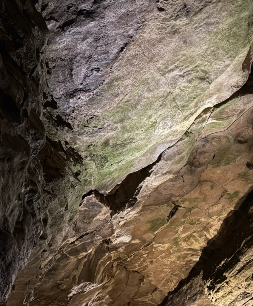 Moss on the limestone cave wall
