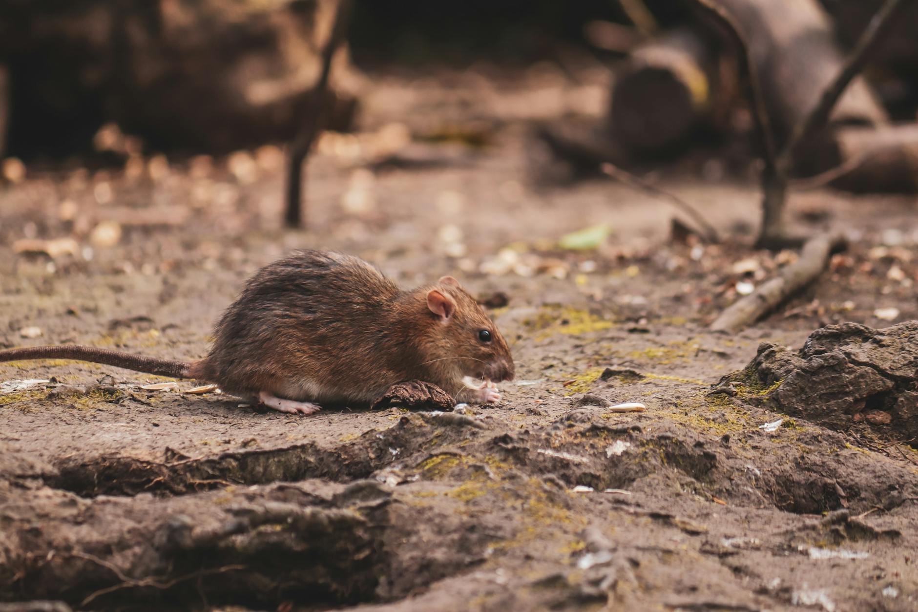 rat on ground