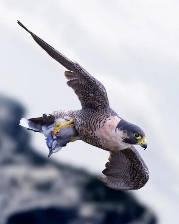 peregrine falcon hunting in mid air