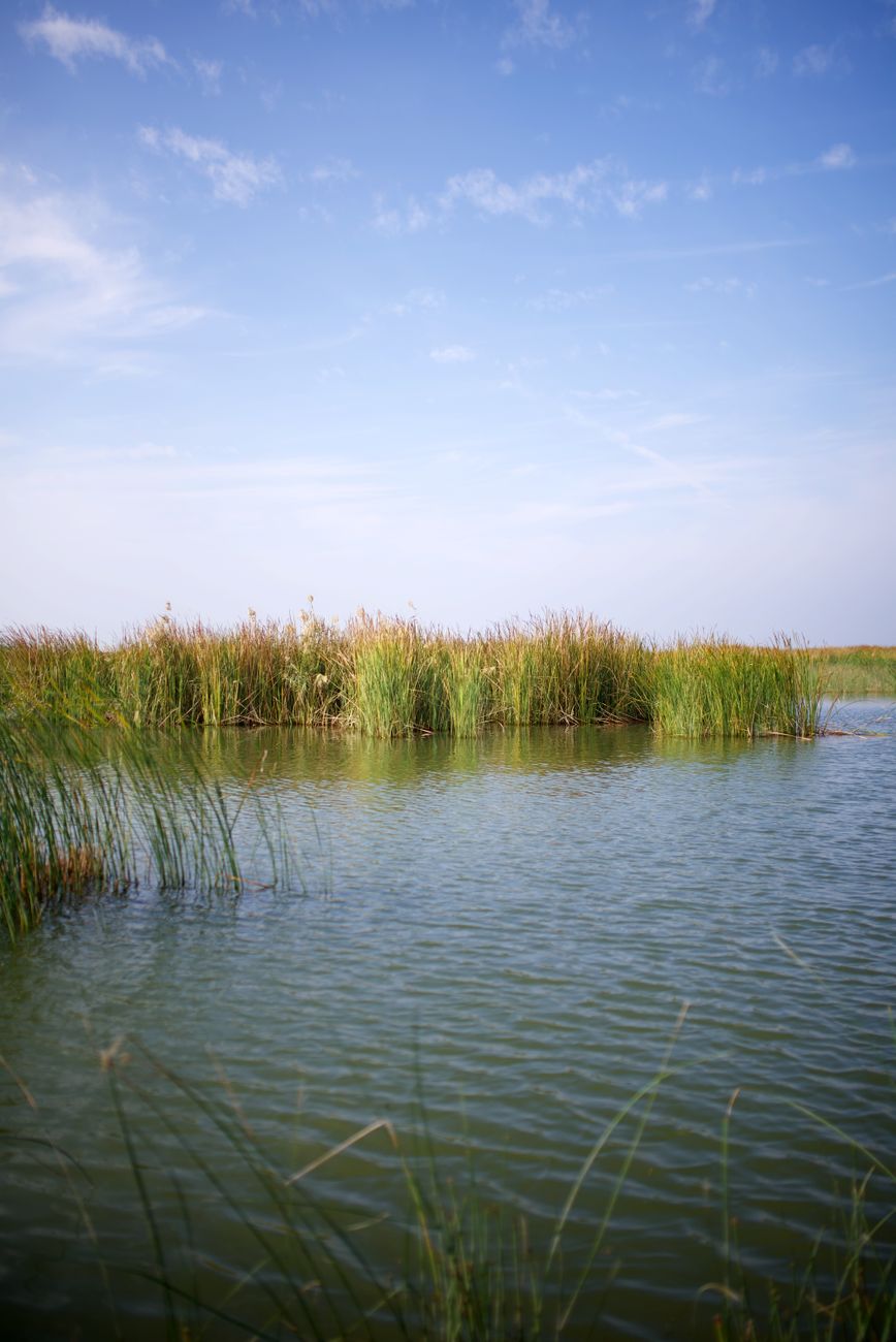 green grass in a marsh
