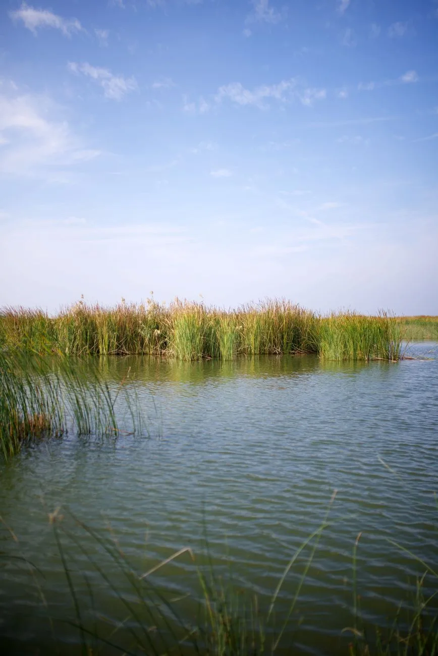 green grass in a marsh
