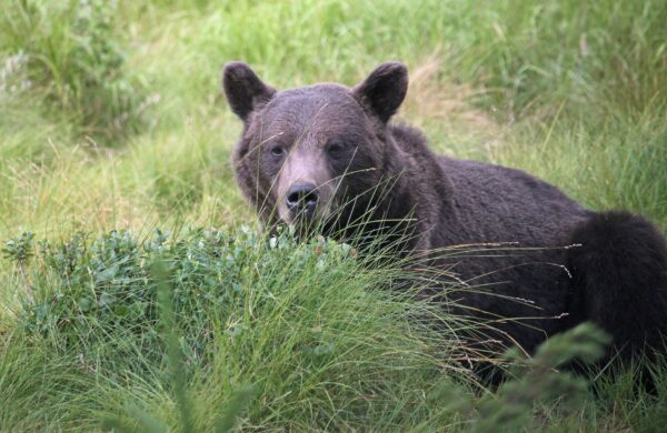 brown bear in swedish countryside grassland