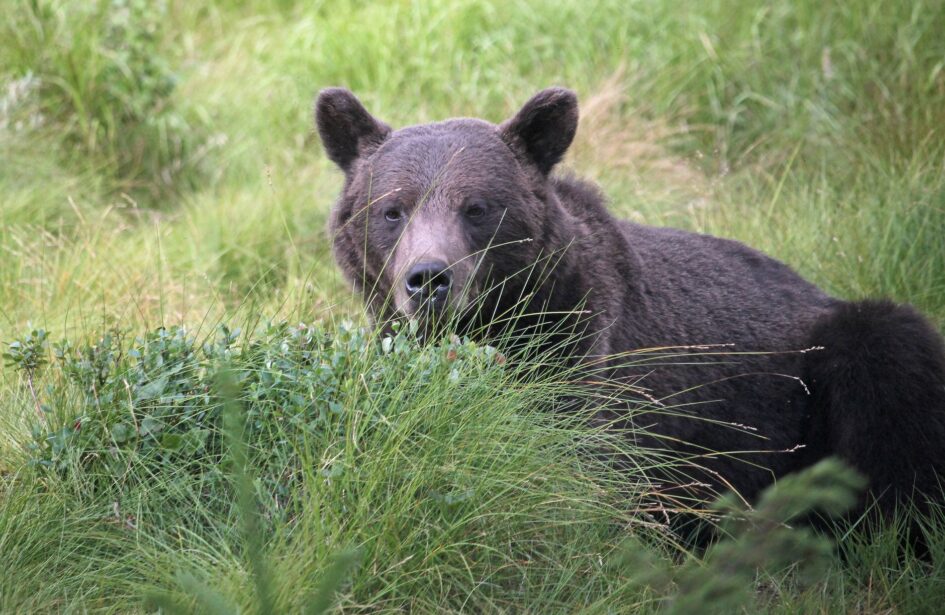brown bear in swedish countryside grassland