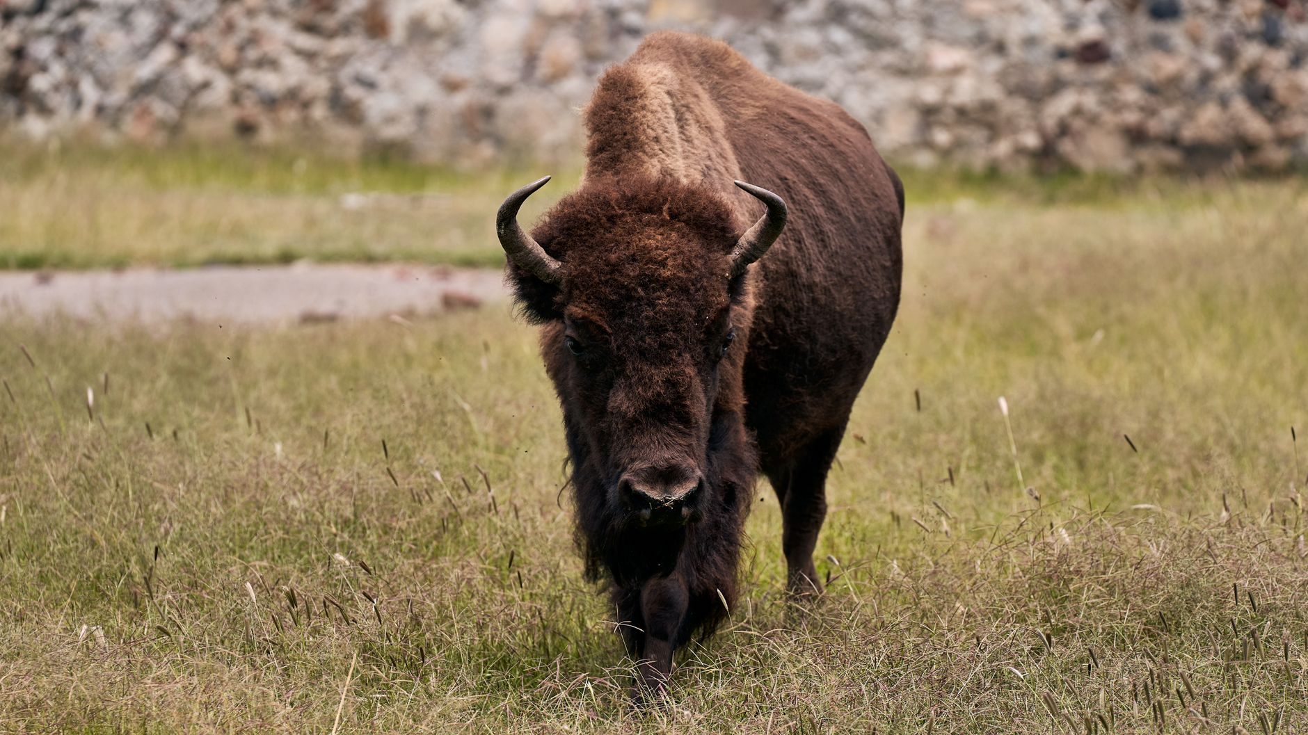 majestic american bison grazing in open field